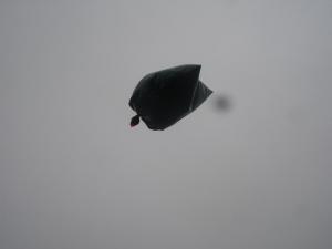 graspop