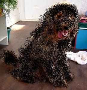 black dog