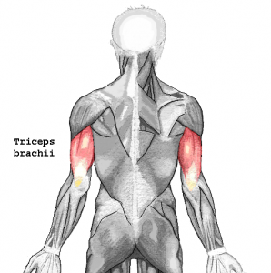 triceps