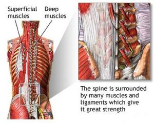 Spine Muscles
